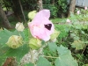 DSCF3307