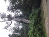 DSCF3352