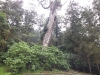 DSCF3353