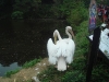 PhotoCap_008