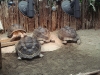 PhotoCap_018