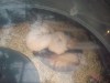 PhotoCap_023