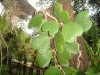 PhotoCap_046