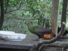 PhotoCap_058