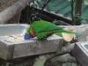 PhotoCap_060