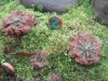 PhotoCap_085