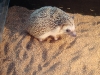 PhotoCap_092