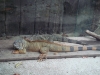 PhotoCap_093