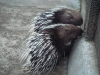 PhotoCap_094