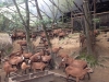 PhotoCap_116