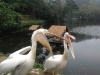 PhotoCap_120