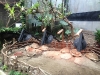 PhotoCap_137