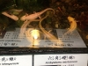 PhotoCap_141