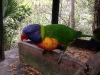 PhotoCap_202