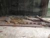 PhotoCap_213