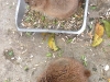 PhotoCap_214