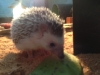 PhotoCap_221