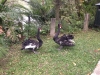 PhotoCap_223