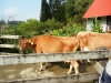 DSCN6081