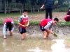 53.插秧