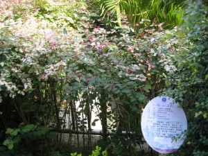IMG_0041